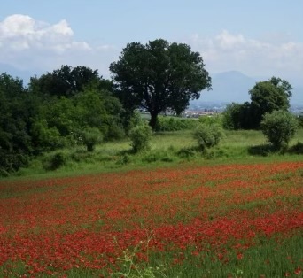 IMG_2717 (1)
